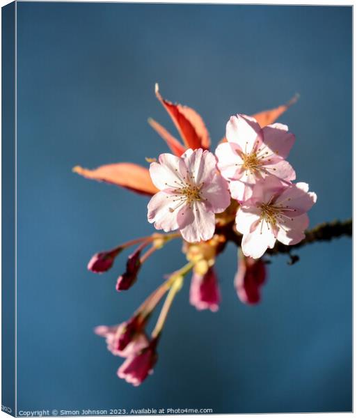 Sunlit Cherry Blossom Canvas Print by Simon Johnson