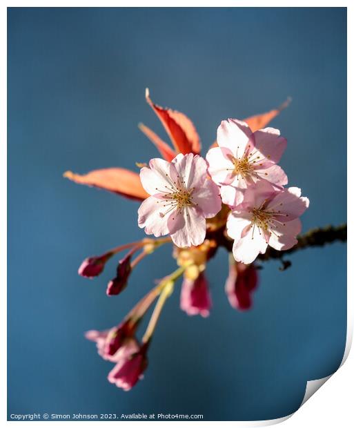 Sunlit Cherry Blossom Print by Simon Johnson