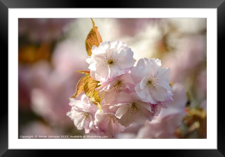 Sunlit Blossom   Framed Mounted Print by Simon Johnson