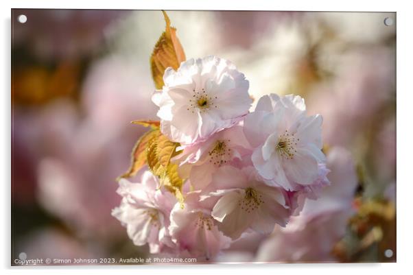 Sunlit Blossom   Acrylic by Simon Johnson
