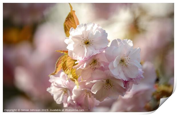 Sunlit Blossom   Print by Simon Johnson