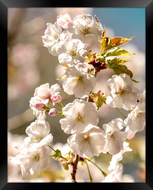 Sunlit Spring Blossom Framed Print by Simon Johnson