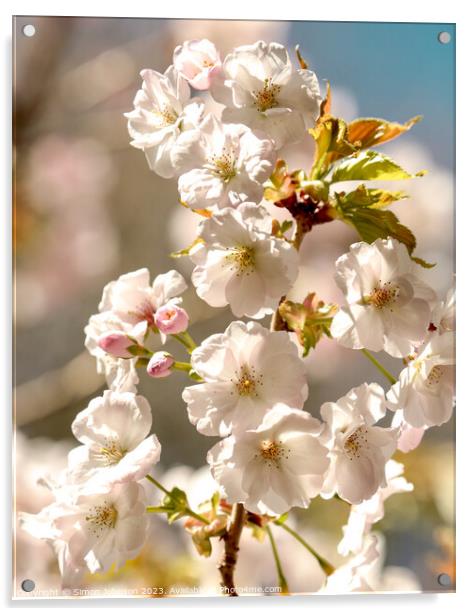 Sunlit Spring Blossom Acrylic by Simon Johnson