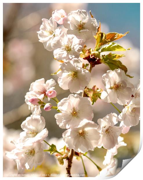 Sunlit Spring Blossom Print by Simon Johnson