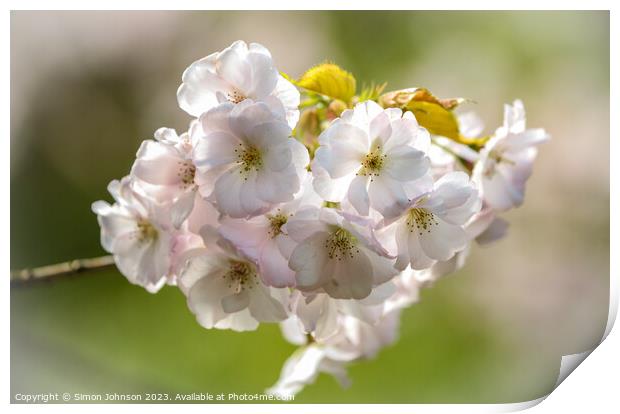 Spring Blossom Print by Simon Johnson