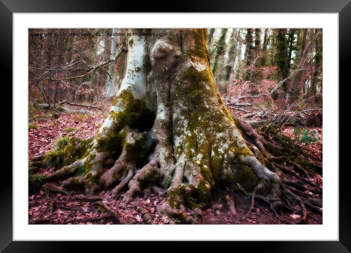 Natures Dream Framed Mounted Print by Christine Lake