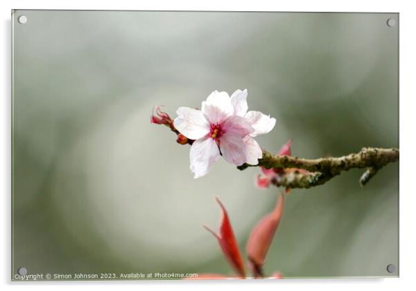 Blossom Acrylic by Simon Johnson