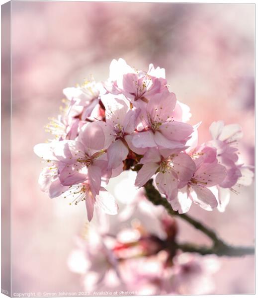 Sunlit Cherry Blossom Canvas Print by Simon Johnson