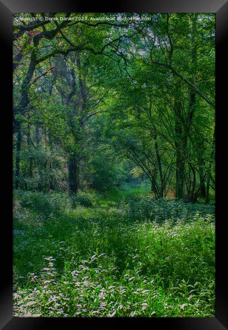 Enchanting Forest Walk Framed Print by Derek Daniel