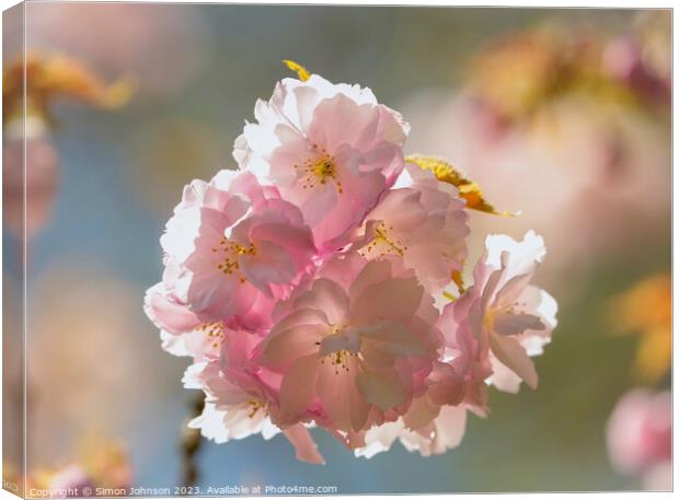 Sunlikt Cherry Blossom Canvas Print by Simon Johnson