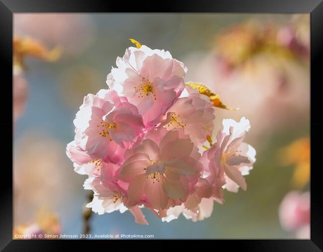 Sunlikt Cherry Blossom Framed Print by Simon Johnson