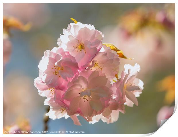 Sunlikt Cherry Blossom Print by Simon Johnson