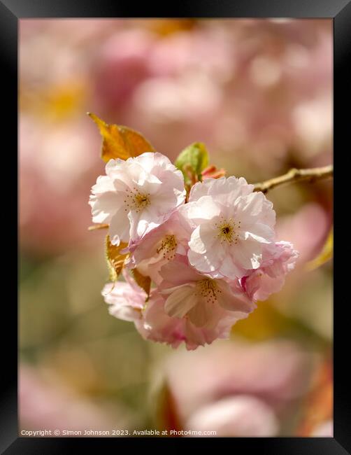 sunlit Blossom Framed Print by Simon Johnson