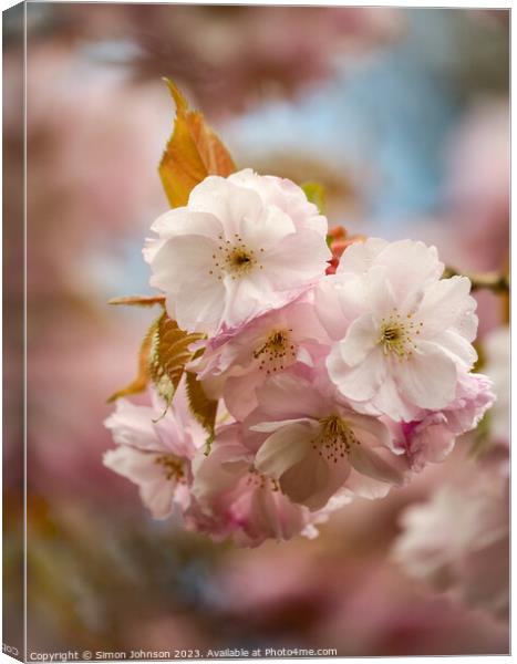 Spring Cherrry Blossom Canvas Print by Simon Johnson