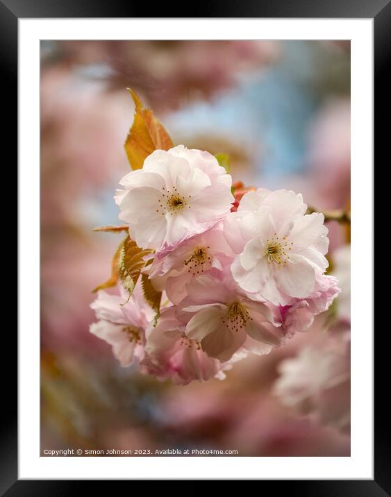 Spring Cherrry Blossom Framed Mounted Print by Simon Johnson