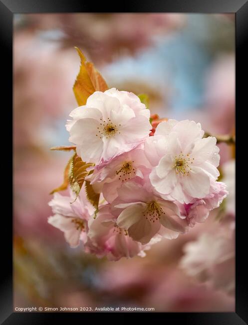 Spring Cherrry Blossom Framed Print by Simon Johnson