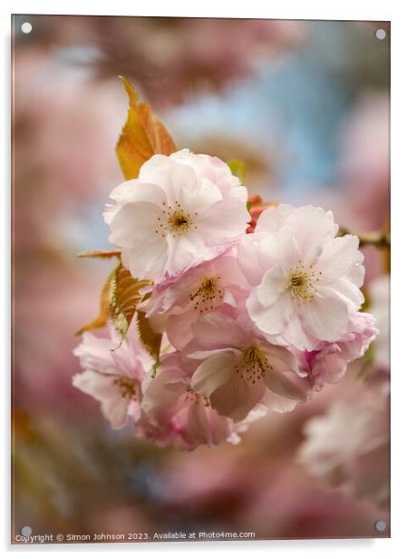 Spring Cherrry Blossom Acrylic by Simon Johnson