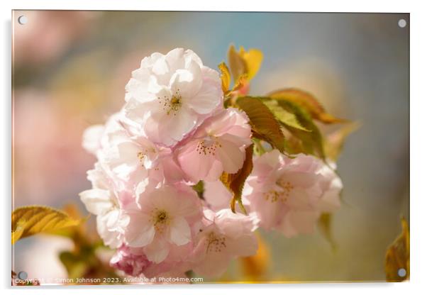 Sunlit Cherry Blossom Acrylic by Simon Johnson