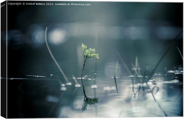 Calm and serene nature close-up shot of plants growing through the water of a flooded forest Canvas Print by Kristof Bellens