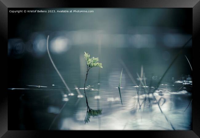 Calm and serene nature close-up shot of plants growing through the water of a flooded forest Framed Print by Kristof Bellens