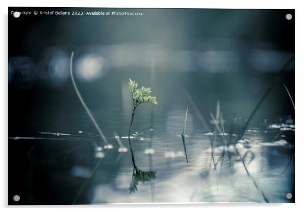 Calm and serene nature close-up shot of plants growing through the water of a flooded forest Acrylic by Kristof Bellens