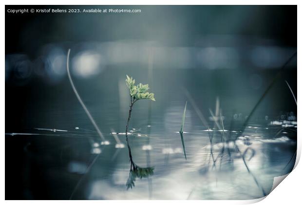 Calm and serene nature close-up shot of plants growing through the water of a flooded forest Print by Kristof Bellens