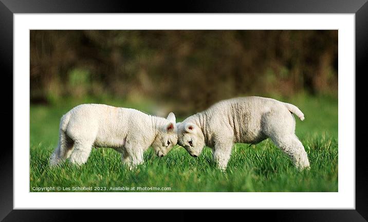 Head to head.  Framed Mounted Print by Les Schofield