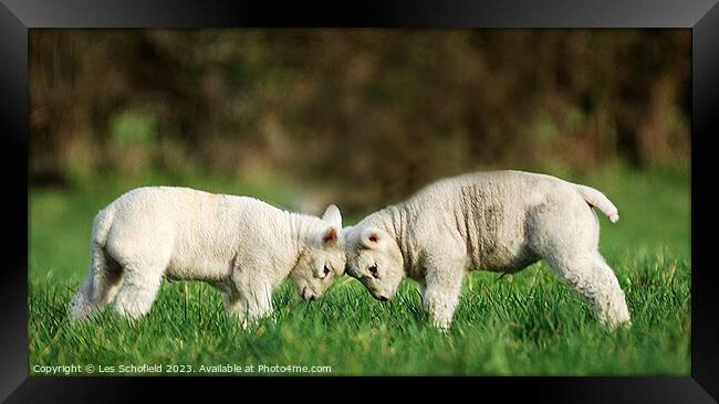 Head to head.  Framed Print by Les Schofield