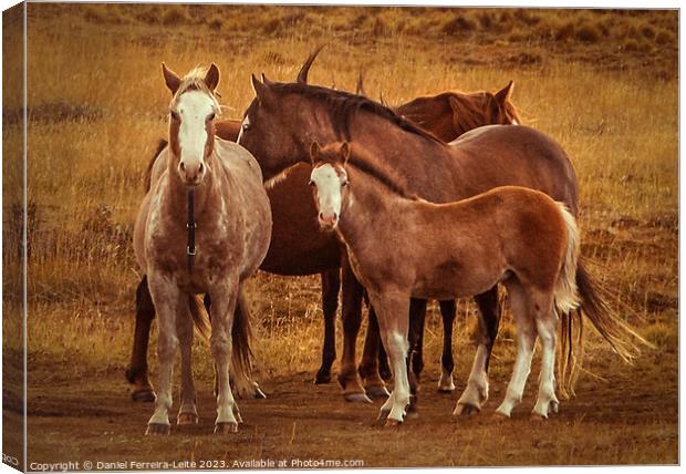Wild horses at patagonia landscape Canvas Print by Daniel Ferreira-Leite