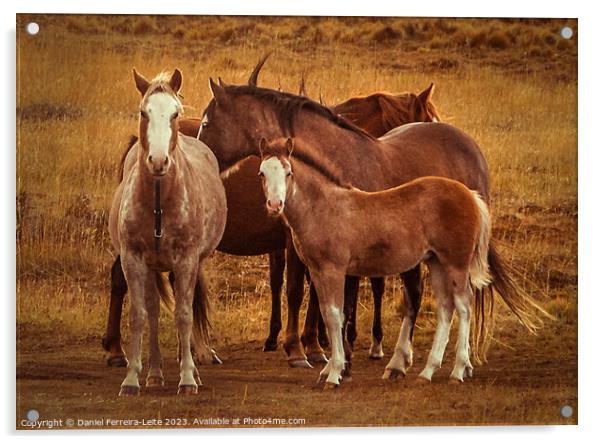 Wild horses at patagonia landscape Acrylic by Daniel Ferreira-Leite