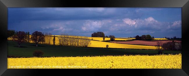 Golden Fields of Devon Framed Print by Les Schofield
