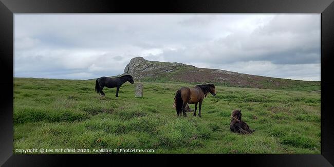 Majestic Dartmoor Ponies Framed Print by Les Schofield