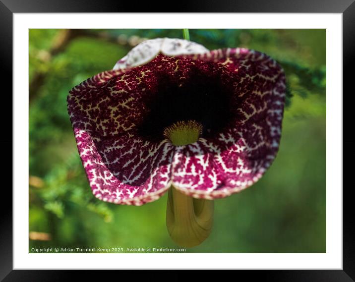 Calico flower Framed Mounted Print by Adrian Turnbull-Kemp