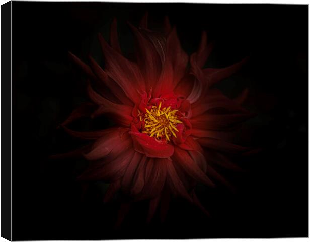 Moody Red Dahlia Canvas Print by Kevin Ford