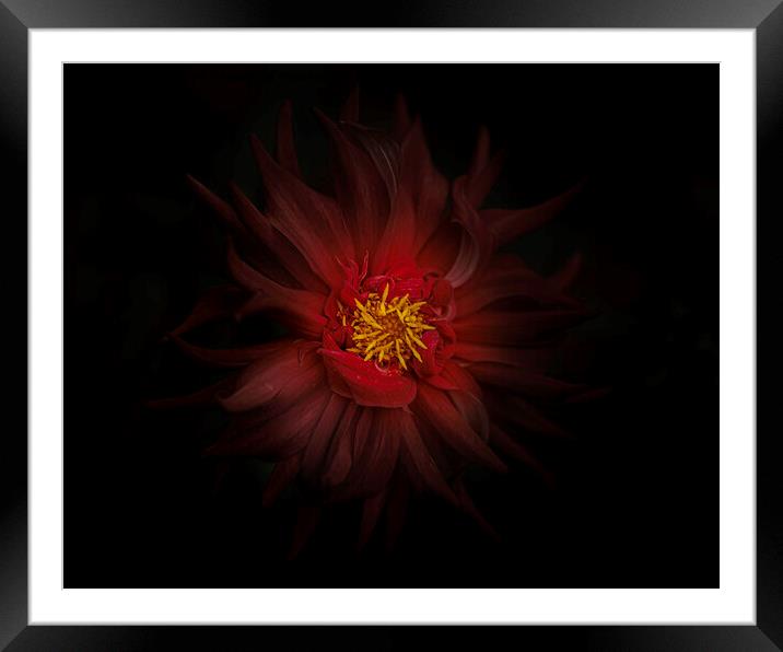 Moody Red Dahlia Framed Mounted Print by Kevin Ford