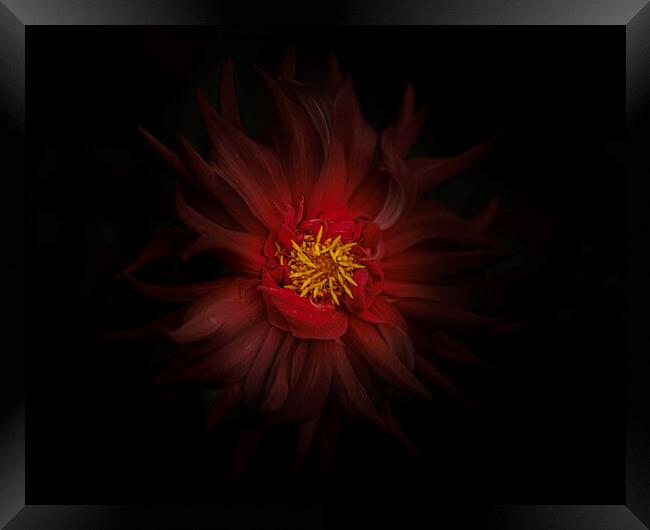 Moody Red Dahlia Framed Print by Kevin Ford