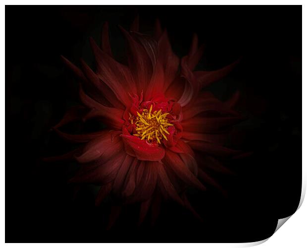 Moody Red Dahlia Print by Kevin Ford