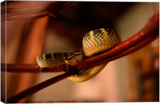 Pit viper, the snake temple, Penang, Malaysia. Canvas Print by Chris North