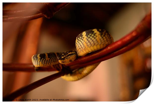 Pit viper, the snake temple, Penang, Malaysia. Print by Chris North