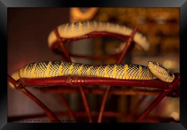 Pit viper, the snake temple, Penang, Malaysia. Framed Print by Chris North