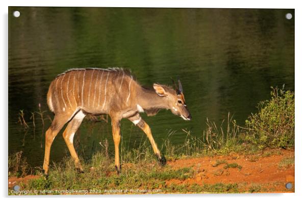 Juvenile Greater kudu bull  Acrylic by Adrian Turnbull-Kemp