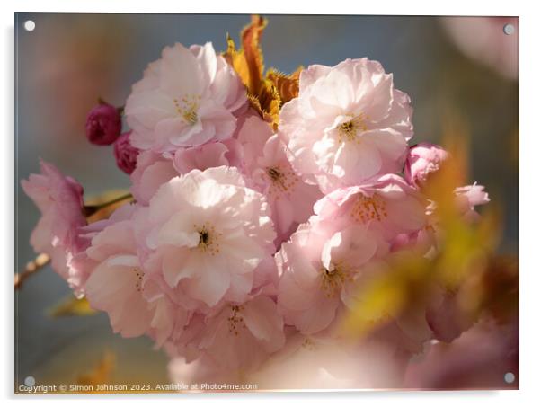 sunlit blossom Acrylic by Simon Johnson