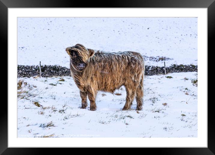 Highland Cow Framed Mounted Print by Matt Jackson
