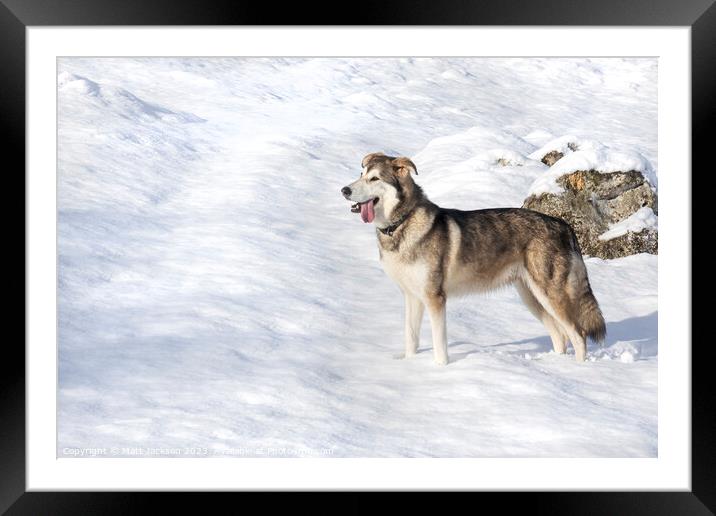 A dog that is standing in the snow Framed Mounted Print by Matt Jackson