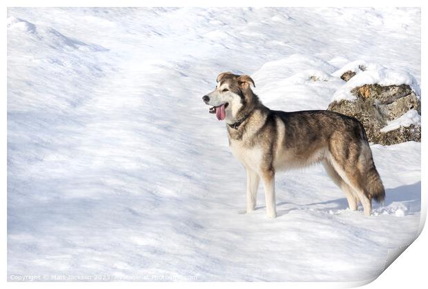 A dog that is standing in the snow Print by Matt Jackson