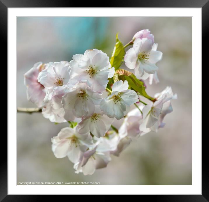 wind blown Blossom Framed Mounted Print by Simon Johnson