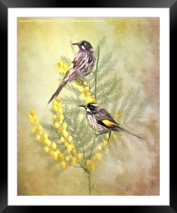  New Holland Honeyeater Framed Mounted Print by Trudi Simmonds
