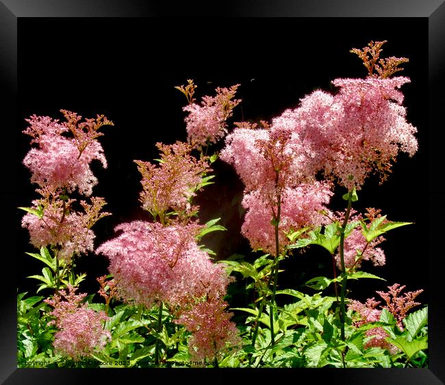 Pink flowers Framed Print by Stephanie Moore