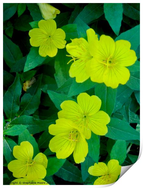 Yellow flowers Print by Stephanie Moore