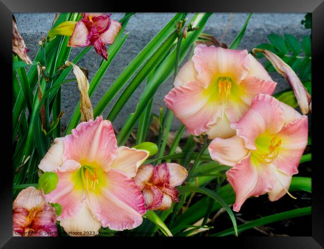 Pink lilies Framed Print by Stephanie Moore